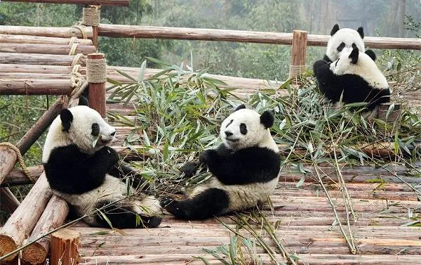 Панда-животное-Описание-особенности-образ-жизни-и-среда-обитания-панды-14