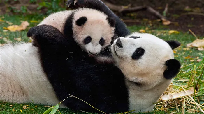 Большая панда с детенышем