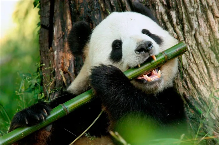 Панда питается бамбуком
