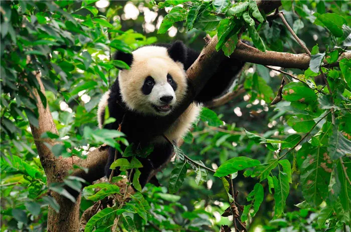 Детеныш панды на дереве