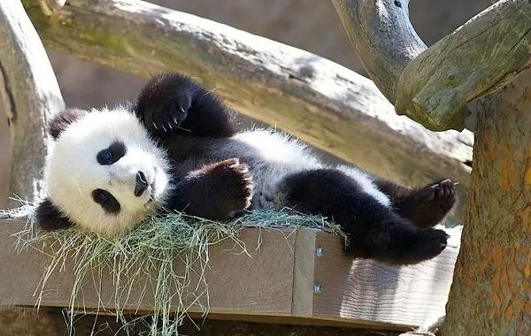 Панда-животное-Описание-особенности-образ-жизни-и-среда-обитания-панды-16