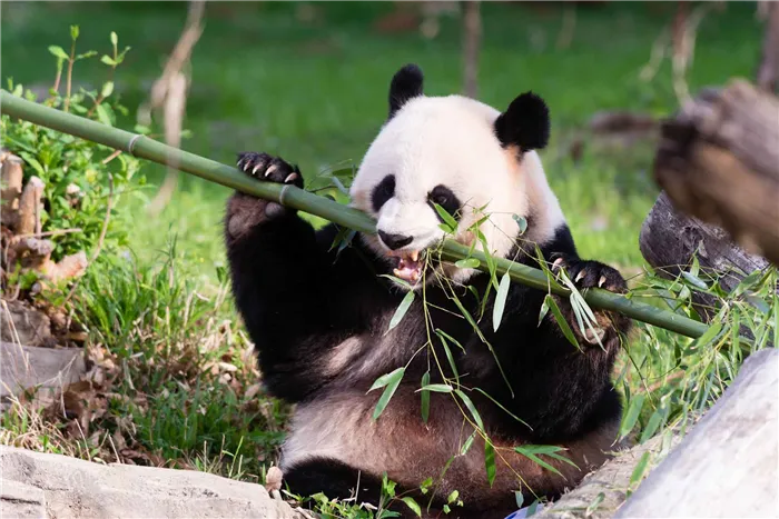 Панда ест в вертикальной позе