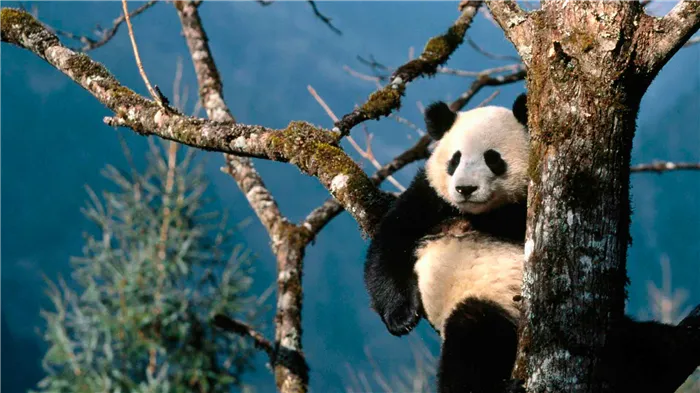 Большая панда отдыхает на дереве