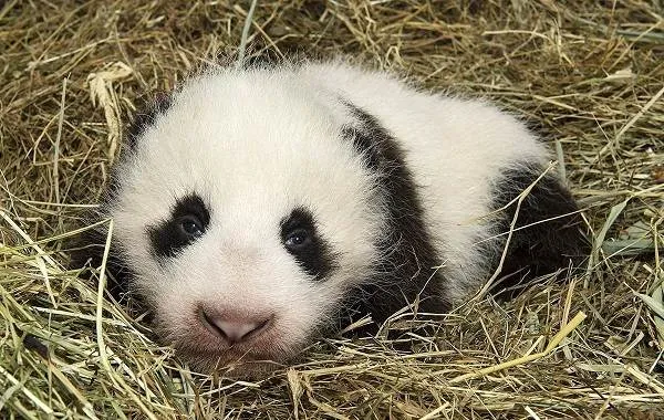 Панда-животное-Описание-особенности-образ-жизни-и-среда-обитания-панды-15