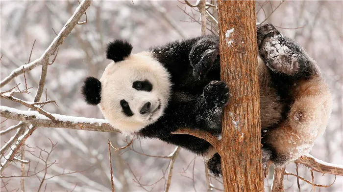 Панды хорошо лазают по деревьям