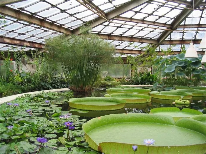 Санкт - Петербургский ботанический сад
