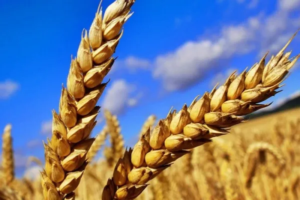Пшеница колосья