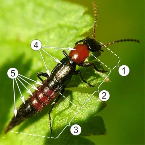Внешнее строение насекомых - Части тела и его сегментация на примере Paederus dermatitis