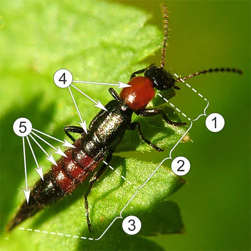 Внешнее строение насекомых - Части тела и его сегментация на примере Paederus dermatitis