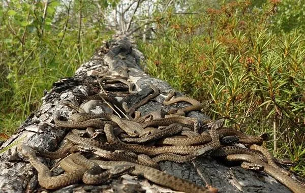 Гадюка-змея-Описание-особенности-виды-образ-жизни-и-среда-обитания-гадюки-17