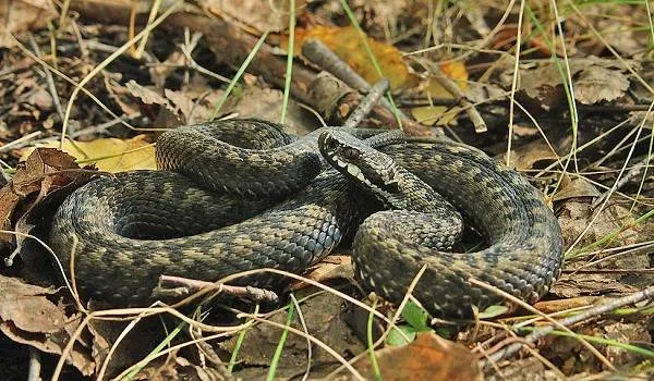 Гадюка-змея-Описание-особенности-виды-образ-жизни-и-среда-обитания-гадюки-10
