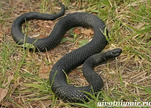 Гадюка-змея-Образ-жизни-и-среда-обитания-гадюки-8