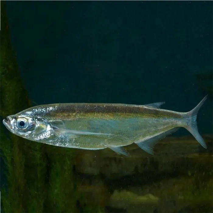Рыба чехонь, фото
