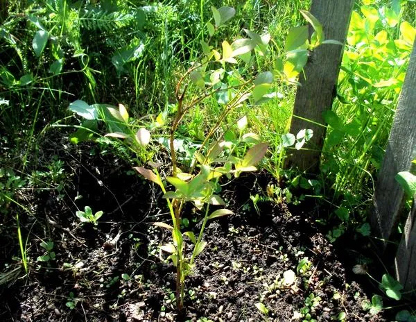 На посадку в подходящий грунт садовая голубика реагирует хорошим приростом. Фото автора