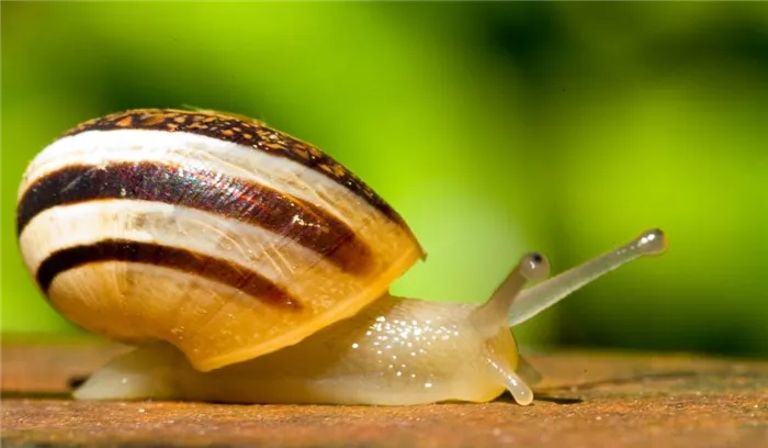 Улитка (Gastropoda).