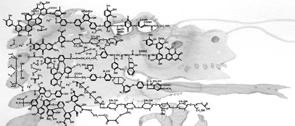 Рис. 1. Гипотетический структурный фрагмент гумусовых кислот почв (Кляйнхемпель, 1970). Изображение: «Химия и жизнь»
