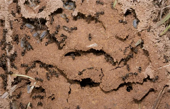 Фото муравейника крупным планом