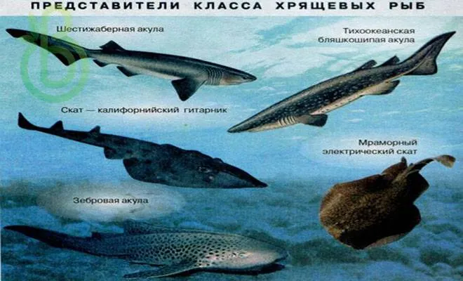 Класс хрящевые рыбы – примеры