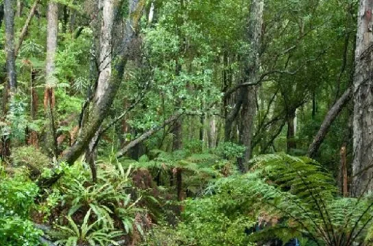 Влажный экваториальный лес