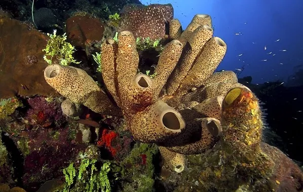 Коралловые-полипы-Описание-особенности-виды-и-значение-коралловых-полипов-28