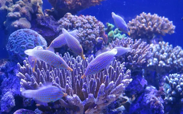 Коралловые-полипы-Описание-особенности-виды-и-значение-коралловых-полипов-29