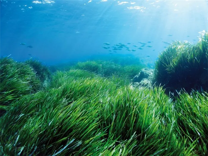 Растительность Охотского моря