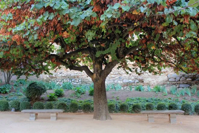 Фото Рожковое дерево в полный рост.