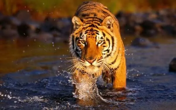 Тигр смотрит