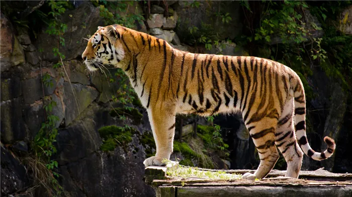 тигр красивый в профиль