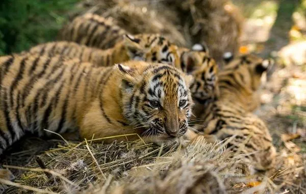 Уссурийский-тигр-Описание-особенности-образ-жизни-и-среда-обитания-хищника-14
