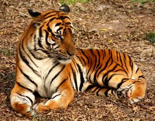 Южнокитайский тигр