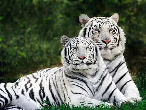 Пара белых тигров