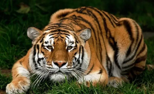 Тигр 7