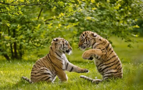 Уссурийский-тигр-Описание-особенности-образ-жизни-и-среда-обитания-хищника-8