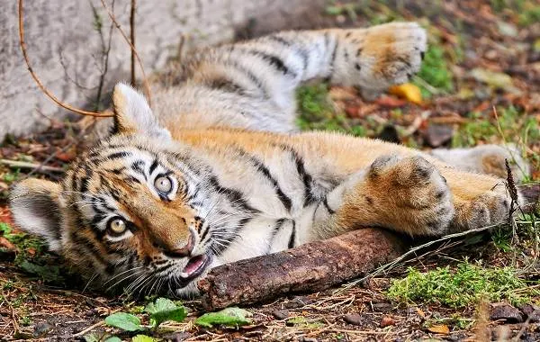 Уссурийский-тигр-Описание-особенности-образ-жизни-и-среда-обитания-хищника-13