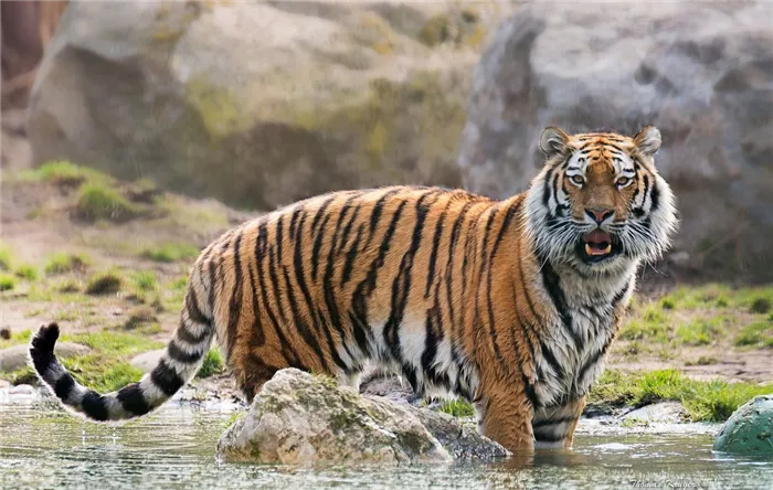 тигр купается в реке