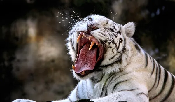 Фото: Белый тигр Красная книга