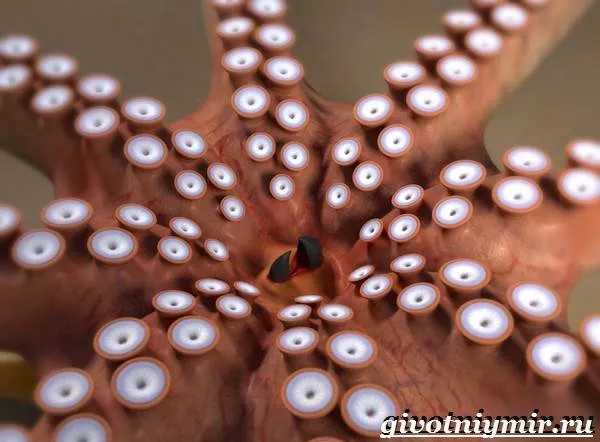 Осьминог-животное-Образ-жизни-и-среда-обитания-осьминога-2
