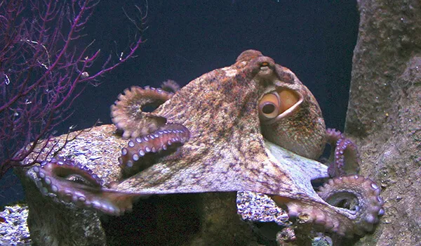 Фото: Морской осьминог