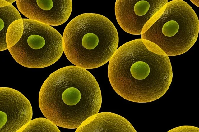 Какие организмы относятся к прокариотическим, почему бактерии относят к прокариотам