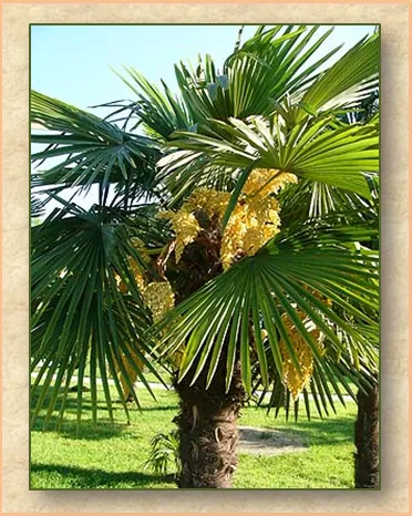 веерная пальма3