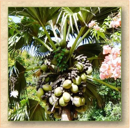 сейшельская пальма