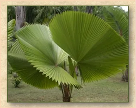 молодая зонтичная пальма