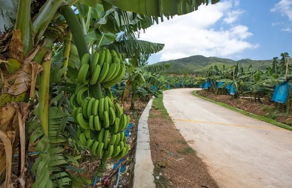 Бананы не растут на пальмах
