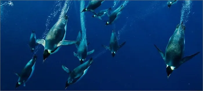 пингвины-в-воде