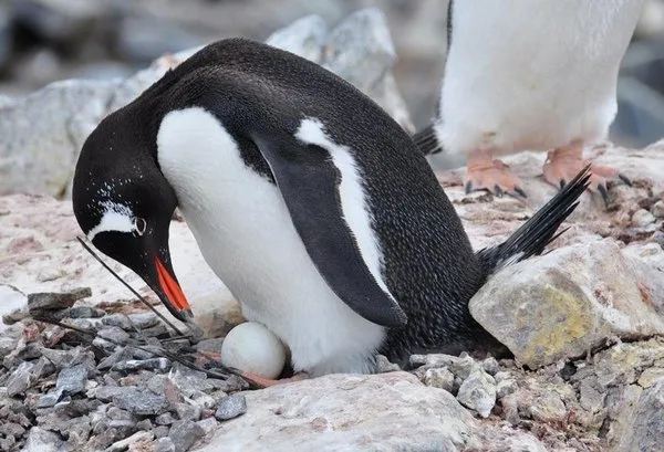 пингвин высиживает яйцо