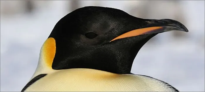 императорский-пингвин