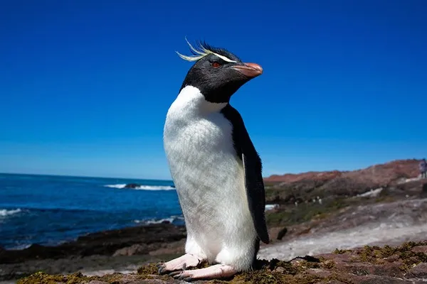 Северный хохлатый пингвин