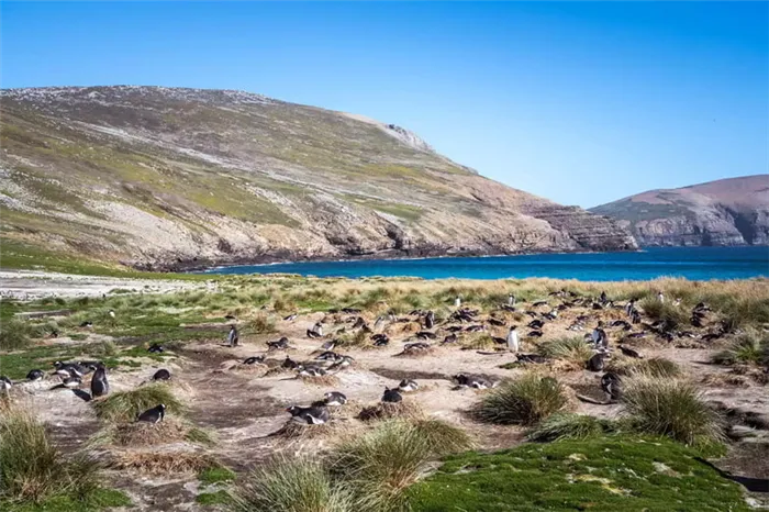 Колония субантарктических пингвинов гнездится между пучками травы на пляже.