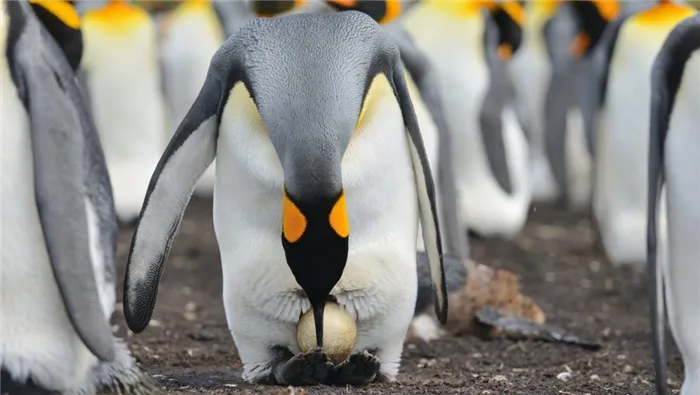 пингвины откладывают яйца